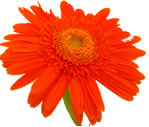 Orange gerbera, photography by Ami Slater