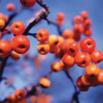 Winter berries at Alnwick Garden